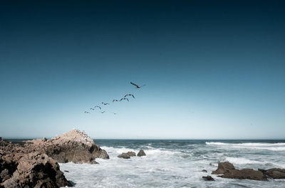 Birds flying over sea against sky