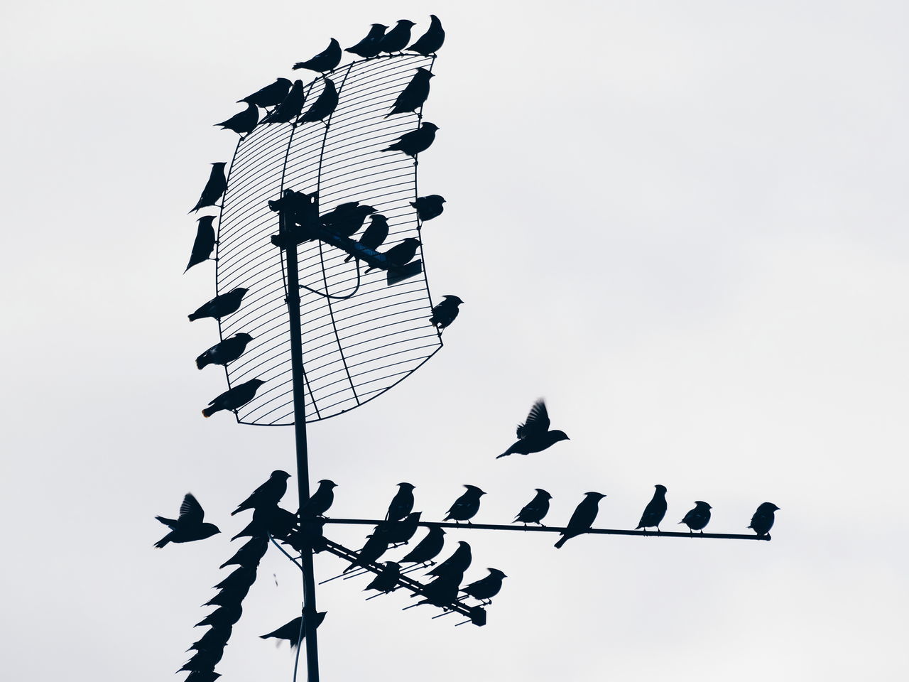 low angle view, animal representation, weather vane, clear sky, no people, day, sky, bird, outdoors, large group of animals, animal themes, rooster, nature