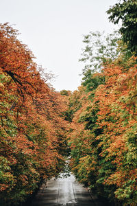 Road amidst trees against clear sky during autumn