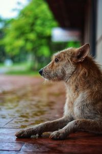 Side view of dog looking away while sitting outside house