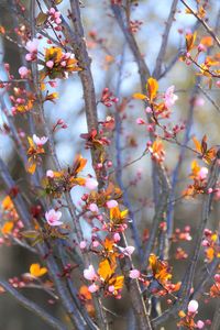 Close-up of cherry blossom tree