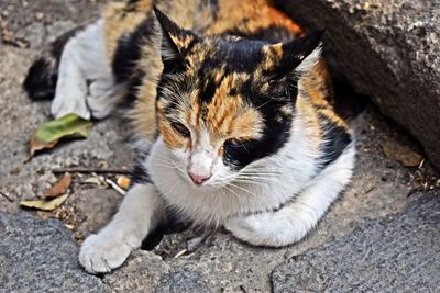 Portrait of cat sitting outdoors