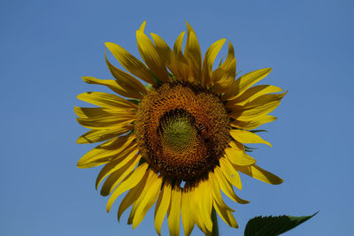 Close-up of sunflower against blue sky