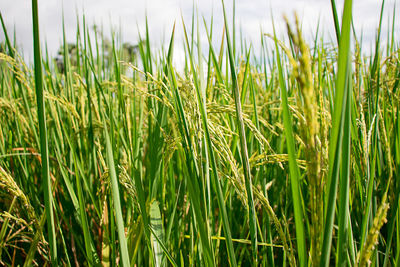 Close up of yellow green rice field