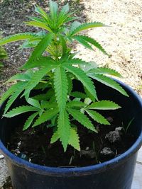 High angle view of potted plant growing outdoors