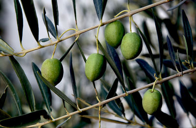 Close-up of fruits growing on tree