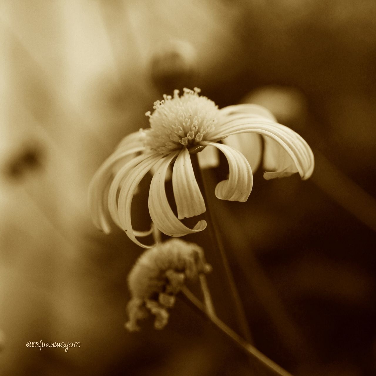 focus on foreground, flower, close-up, fragility, selective focus, nature, growth, white color, beauty in nature, freshness, flower head, outdoors, no people, petal, plant, day, stem, single flower, blooming, bud