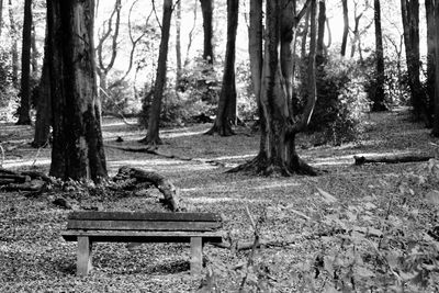 Empty bench in forest