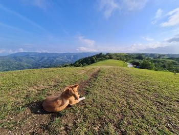 Dog relaxing on field against sky
