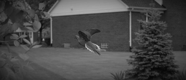 Bird flying with building in background