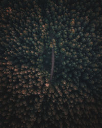 Full frame shot of trees on field