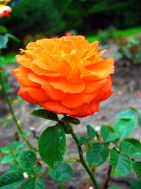 Close-up of flower blooming outdoors