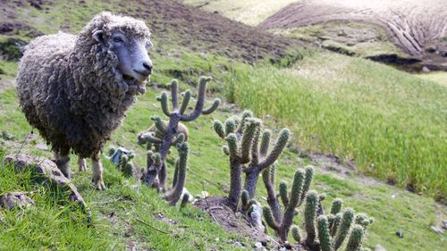 Sheep standing on grassy hill