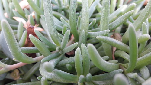 Full frame shot of succulent plant