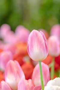 Close-up of pink tulips