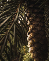 A close up of a pinecone hanging from a tree with warm colors.