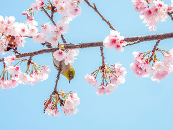 Low angle view of cherry blossoms against sky