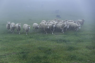 Flock of sheep in a field