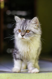 Close-up portrait of cat at home