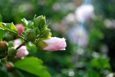 Close-up of pink flowering plant