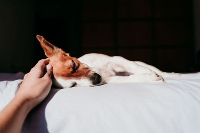 Cropped image of hand touching dog on bed