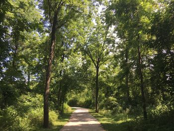 Road amidst trees in forest