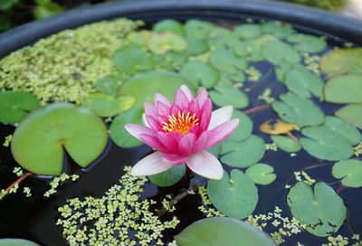 Close-up of lotus water lily in pond