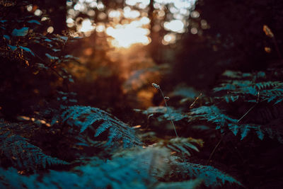 Close-up of plants in forest