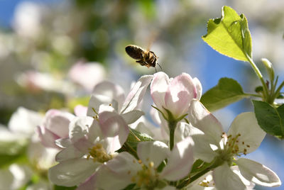 Close-up of bee pollinating on flower