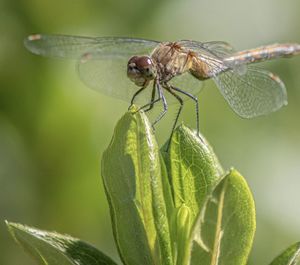 Close-up of dragonfly on leaf