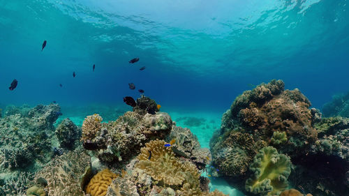 undersea