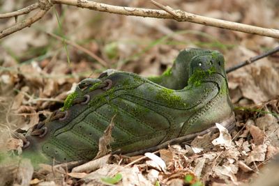 Close-up of lizard on leaf