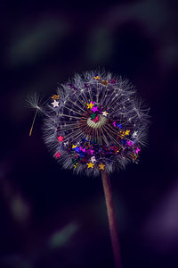 Close-up of purple flower against sky at night