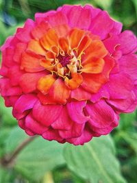 Close-up of pink flower