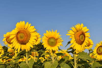 Close-up of yellow sunflower on field against clear sky