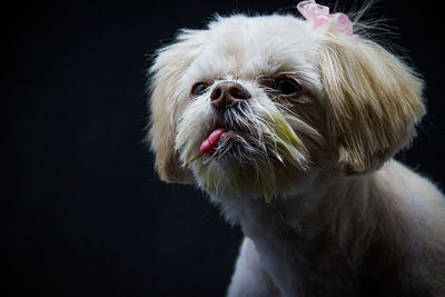 Close-up of a dog looking away