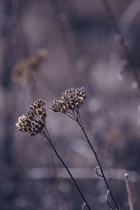 Close-up of wilted plant