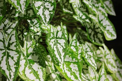 Close-up of fresh green leaves