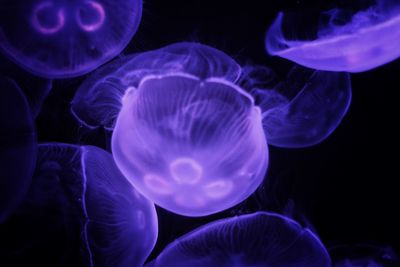 Close-up of jellyfish swimming in sea