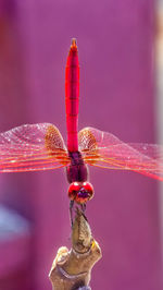 A red dragonfly perched on a tree