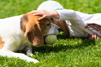 Happy little girl playing with beagle dog in garden.