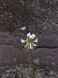 Close-up of white flowering plant