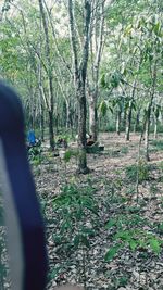 View of trees in the forest