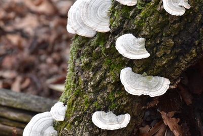 Close-up of mushrooms growing on tree trunk