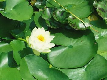 Close-up of lotus water lily