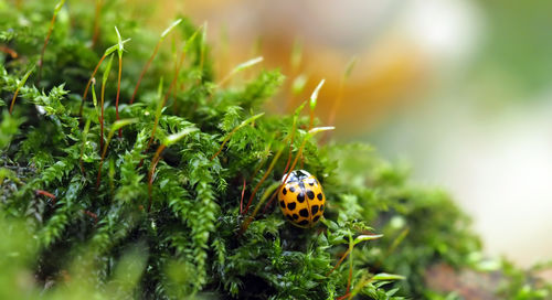 Close-up of ladybug on moss