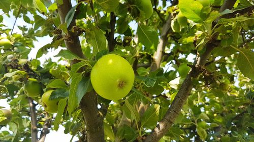 Low angle view of fruits hanging on tree