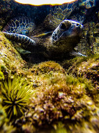 Close-up of turtle swimming in water