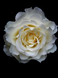 Close-up of white rose against black background