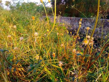 Close-up of grass on field